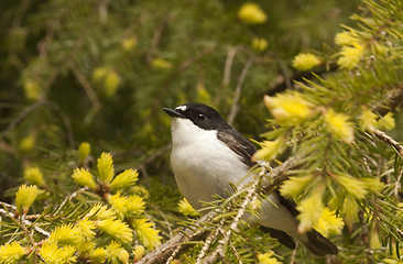 Image showing fly catcher