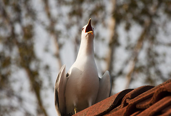 Image showing scream