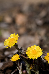 Image showing coltsfoot