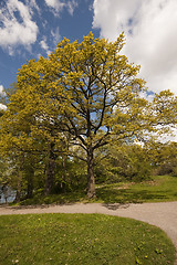 Image showing oak in spring