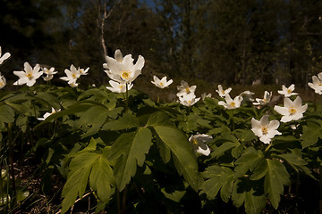 Image showing anemone nemorosa