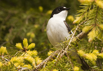 Image showing flycatcher