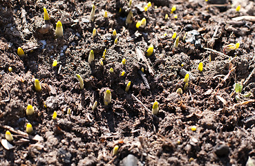 Image showing fresh green sprouts