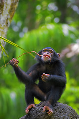 Image showing Common Chimpanzee