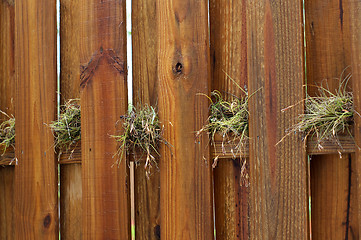 Image showing air plants growing on wooden fence