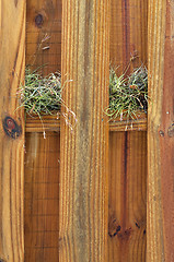 Image showing two air plants growing on wooden fence