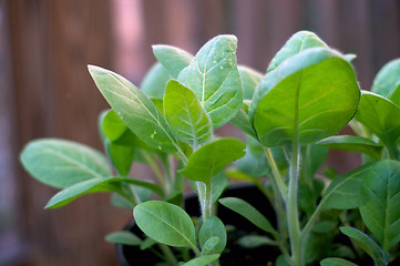 Image showing young tobacco plant 