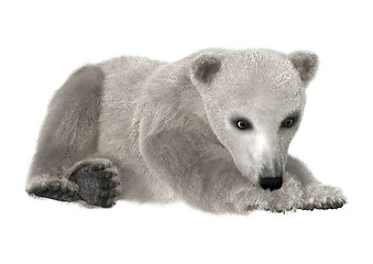 Image showing Polar Bear Cub