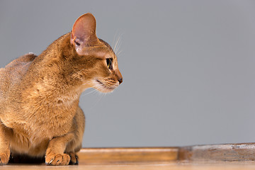 Image showing Purebred abyssinian young cat portrait