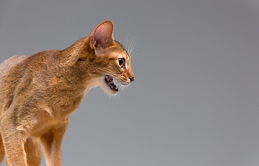 Image showing Purebred abyssinian young cat portrait