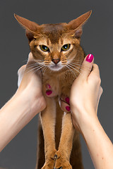 Image showing Purebred abyssinian young cat portrait