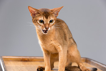 Image showing Purebred abyssinian young cat portrait