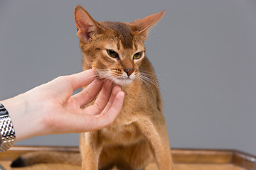 Image showing Purebred abyssinian young cat portrait