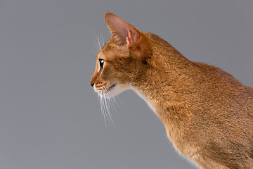 Image showing Purebred abyssinian young cat portrait