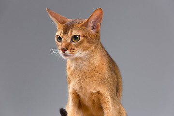Image showing Purebred abyssinian young cat portrait