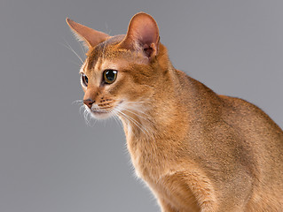 Image showing Purebred abyssinian young cat portrait