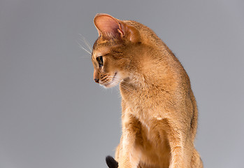 Image showing Purebred abyssinian young cat portrait
