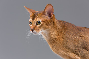 Image showing Purebred abyssinian young cat portrait