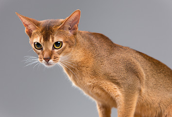 Image showing Purebred abyssinian young cat portrait