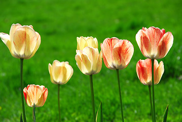 Image showing Tulips