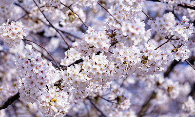 Image showing Blossoming sakura with pink flowers