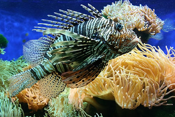 Image showing Lion fish