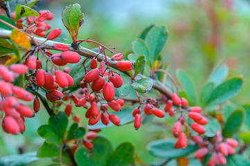 Image showing Barberry