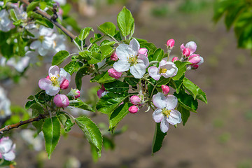 Image showing Blossoming branch of a apple tree