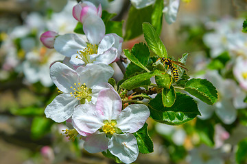 Image showing Blossoming branch of a apple tree