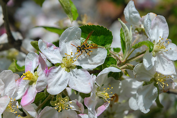 Image showing Blossoming branch of a apple tree