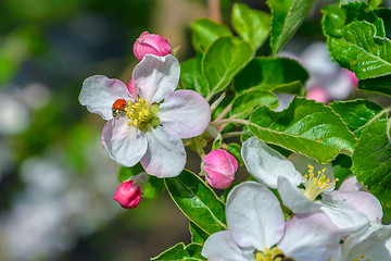 Image showing Blossoming branch of a apple tree