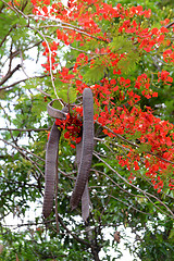 Image showing THAILAND KRABI