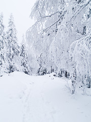 Image showing Snowy path