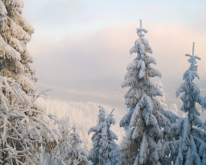 Image showing Winter Scenery