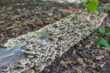 Image showing Stump with moss-covered white mushrooms