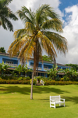 Image showing Empty sunbeds on the green grass and a palm tree