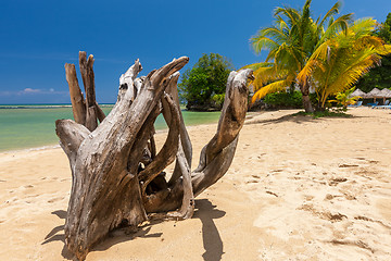 Image showing Snag on a beach 