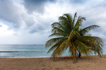 Image showing Beach on tropical island. Clear blue water, sand, palms. 