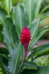 Image showing beautiful tropical red ginger flower