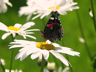 Image showing Butterfly