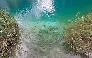 Image showing Small fish in lake, national park Plitvice