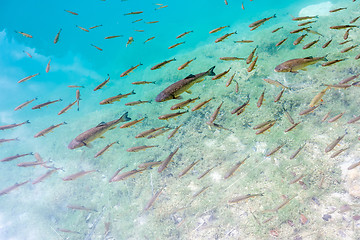 Image showing Small fish in lake, national park Plitvice