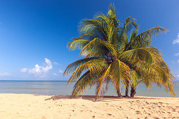 Image showing Beach on tropical island. Clear blue water, sand, palms. 