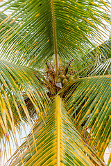 Image showing Sweet Coconut tree