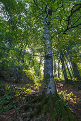 Image showing beautiful green forest