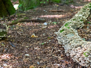 Image showing Stump with moss-covered white mushrooms