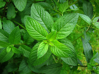 Image showing Peppermint plant