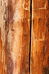 Image showing Detail of an old dried cherry tree trunk