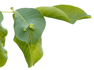 Image showing Walnut Tree leaves disease damaged by mite