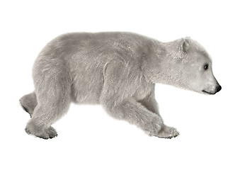 Image showing Polar Bear Cub